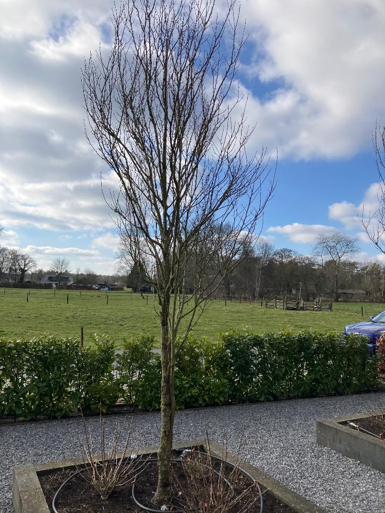 Mooie grote bomen storaxboom 2 stuks ., Overige soorten, 250 tot 400 cm, Zomer, Ophalen