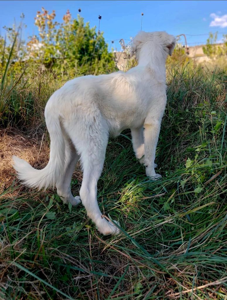 LEO, PRACHTIG VRIENDELIJK & ZACHTAARDIG JONG REUTJE, Particulier, Reu, 1 tot 2 jaar, Buitenland