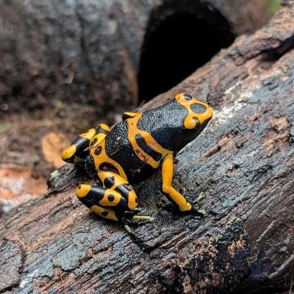Dendrobates, Phyllobates en meer!, Dieren en Toebehoren, Reptielen en Amfibieën, Amfibie, 0 tot 2 jaar