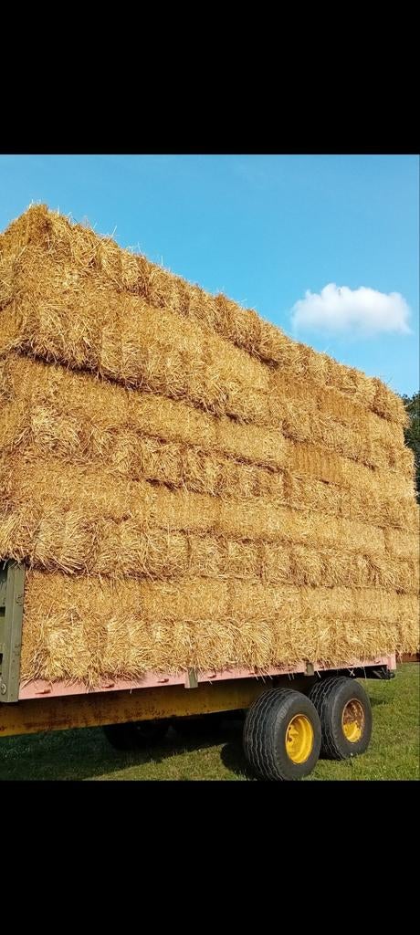 Stro tarwe, Ophalen, Vee