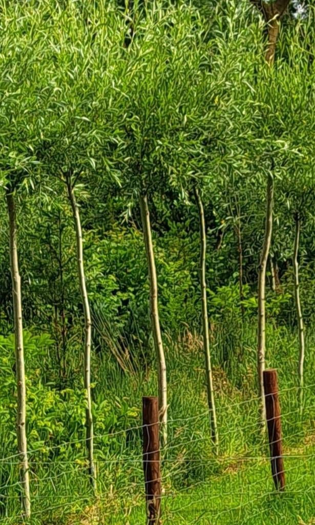 🌳 KNOTWILGEN SCHIETWILG SALIX ALBA + 2.30 CM WILGENBOOM, 100 tot 250 cm, Zomer, Ophalen, Volle zon