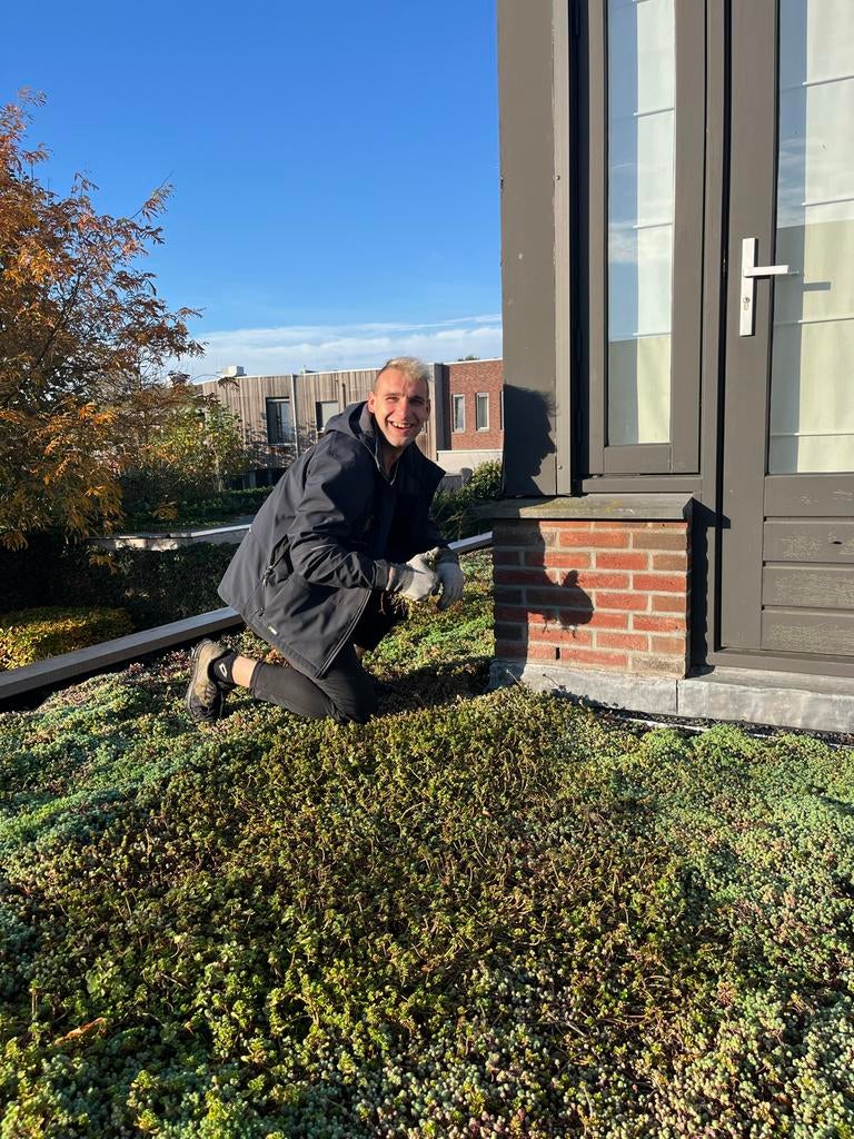 Sedum Direct van Kwekerij - Trays & Matten