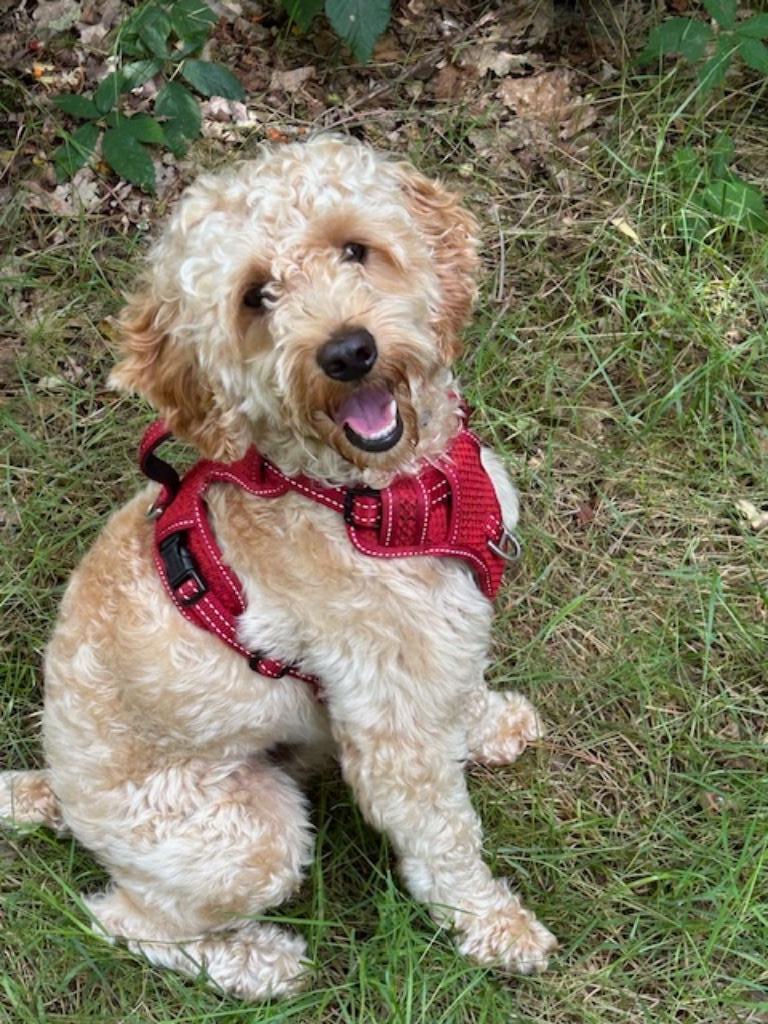 Cockapoo dekreutje, Parvo, Nederland, Reu, 1 tot 2 jaar