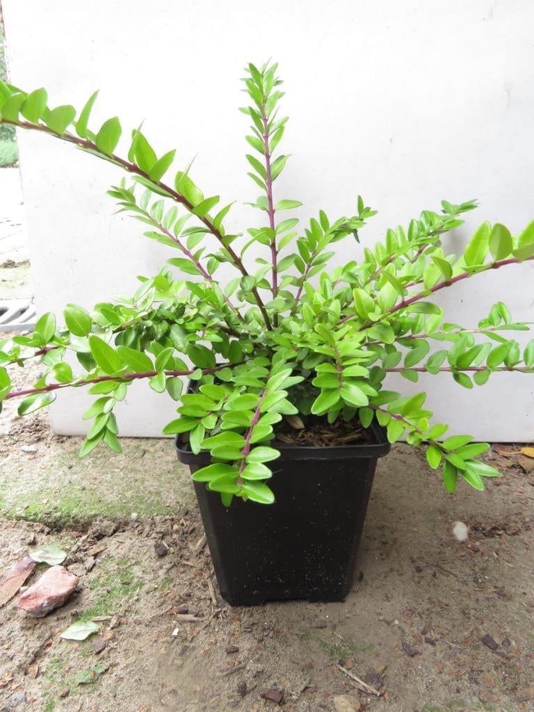 Lonicera nitida maigrun. Goede haag en bodembedekkerplant P9, Ophalen of Verzenden, Overige soorten, Struik, Minder dan 100 cm