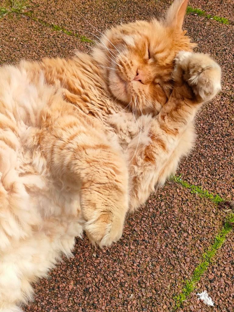 Vermist: Rode dikke lieve kater MainCoon Tegelen Update !, Kat