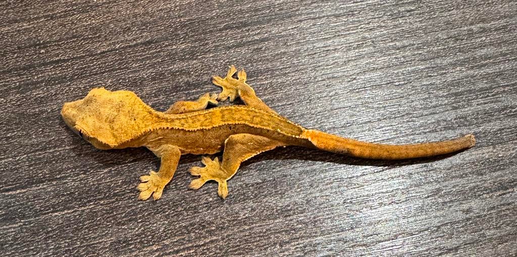 100% het Axanthic Harlequin baby wimper gekko te koop Crested Gecko - unknown for sale from Ray Closer