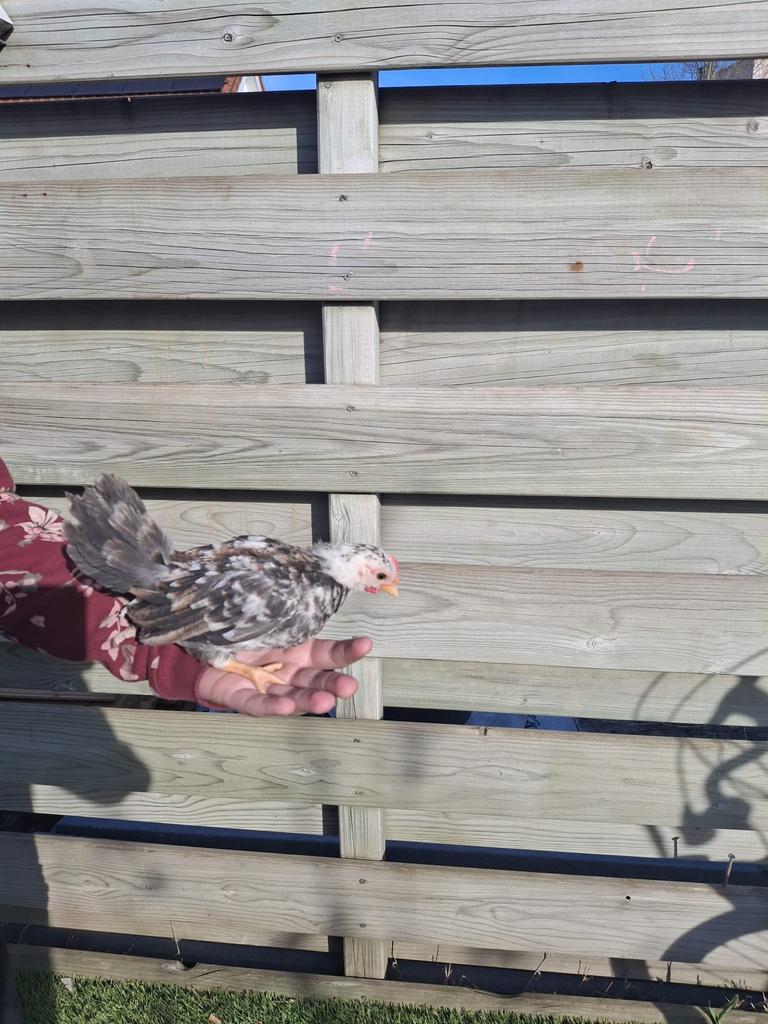 Lieve serama haantjes, Dieren en Toebehoren, Mannelijk, Kip