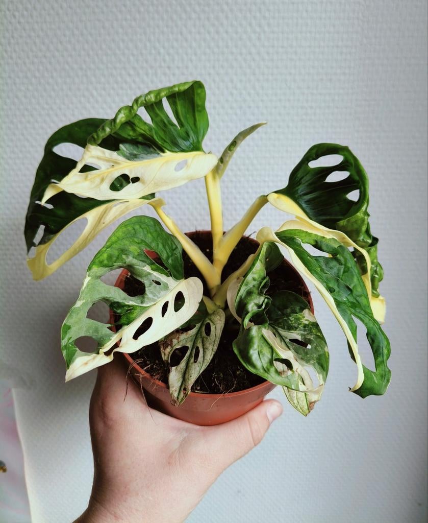 Monstera adansonii albo variegata, Ophalen of Verzenden, Halfschaduw, Minder dan 100 cm