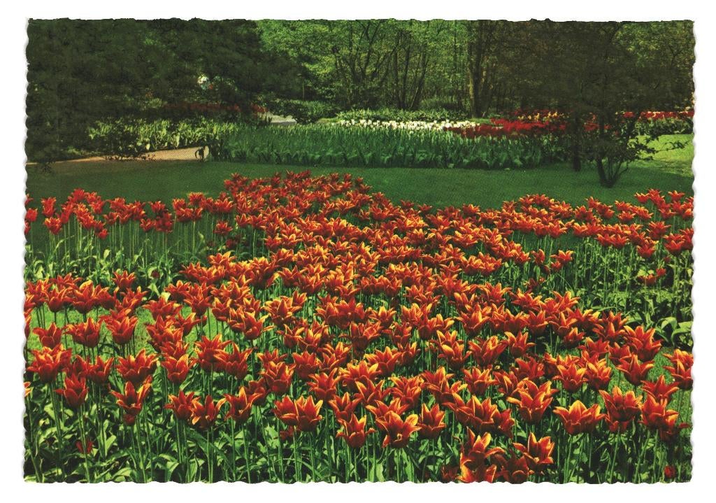 802198 Bloemenveld Jr 60 Mog Keukenhof Lisse Onbeschreven