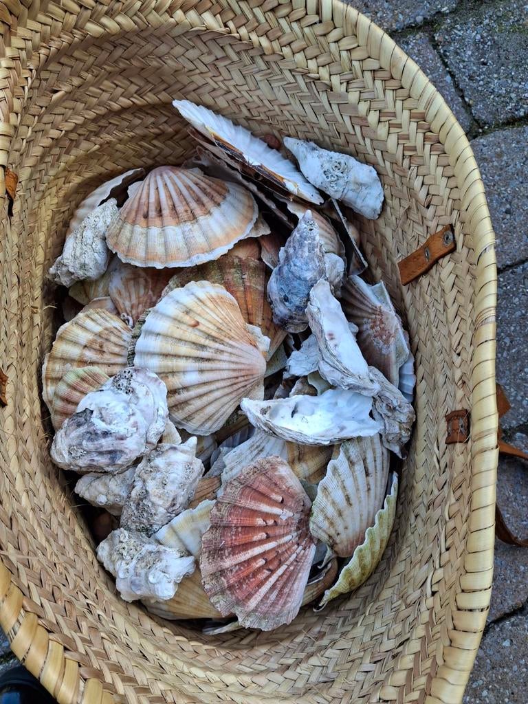 St. Jacob schelpen, Ophalen, Schelp(en)