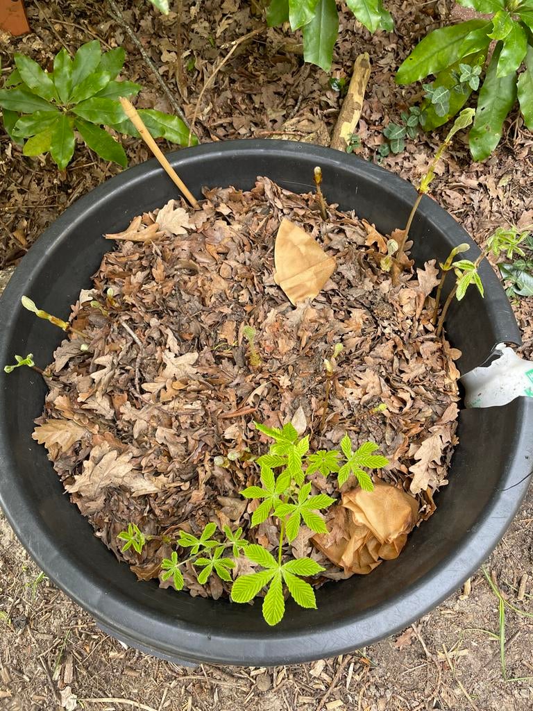 Kastanjebomen 2 jaar oud, diverse soorten, Tuin en Terras, Lente, Minder dan 100 cm, Volle zon, In pot