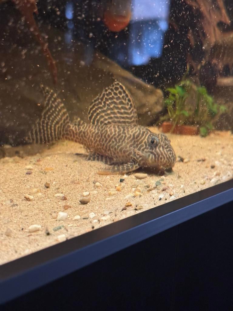 L066 Hypancistrus, Vis