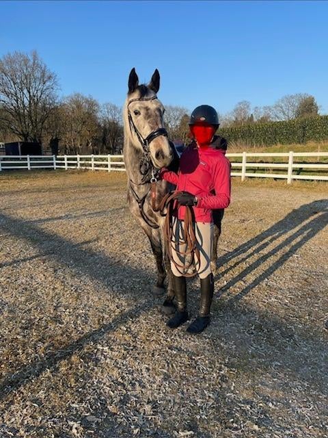 Fantastisch mooi springpaard, Dieren en Toebehoren, Paarden, Merrie, Springpaard, Met stamboom, 3 tot 6 jaar