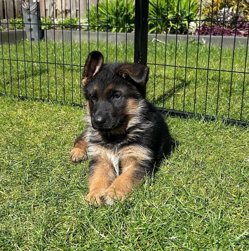 Prachtig duitse herder teefje uit keurfok, HCC (leverziekte), 8 tot 15 weken, Teef, Eén hond