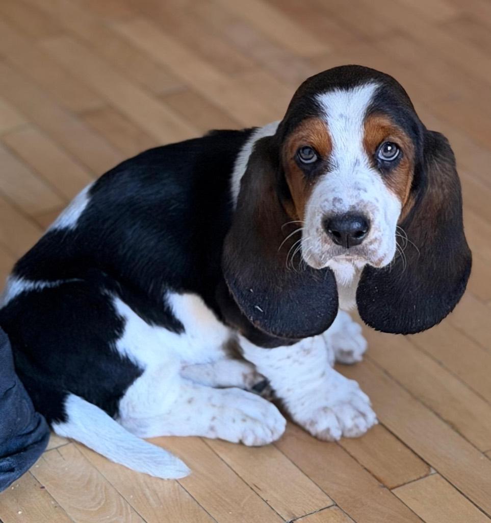 Basset hound pup, 15 weken tot 1 jaar, Reu, Parvo, Eén hond
