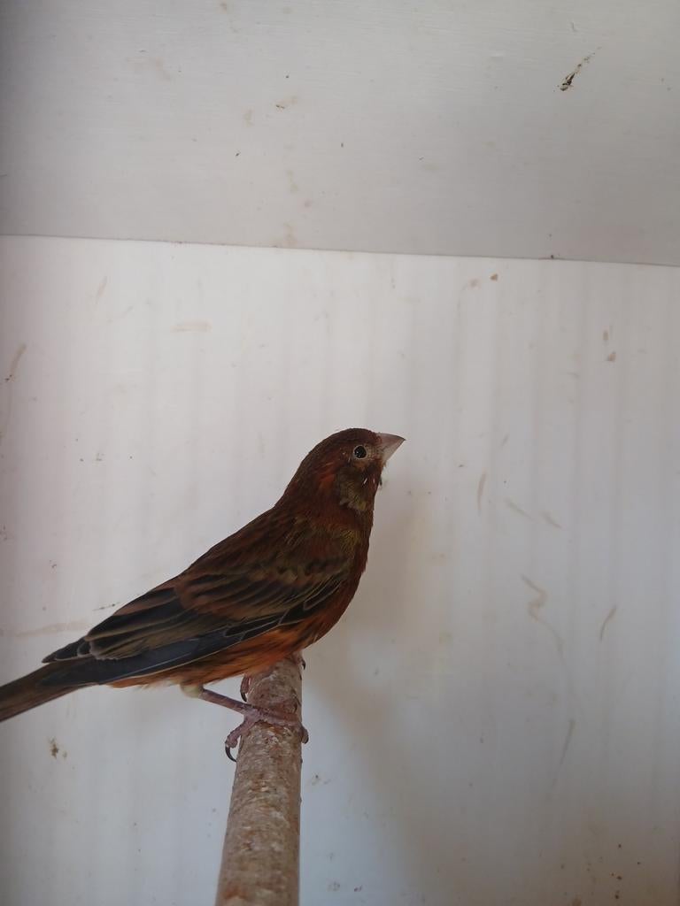 Bastaard man kruising kanarie/ mexicaanse roodmus, Dieren en Toebehoren, Mannelijk, Wildzangvogel