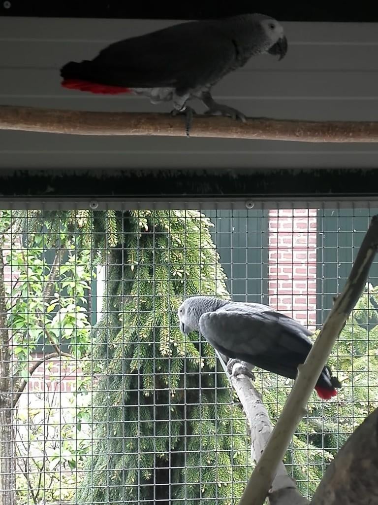 Kweekman Grijze roodstaart-papegaai (Psittacus E.Erithacus), Mannelijk, Papegaai