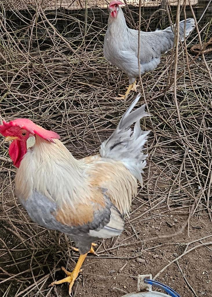 Broedeieren Leghorn isabelpatrijs, Geslacht onbekend, Kip