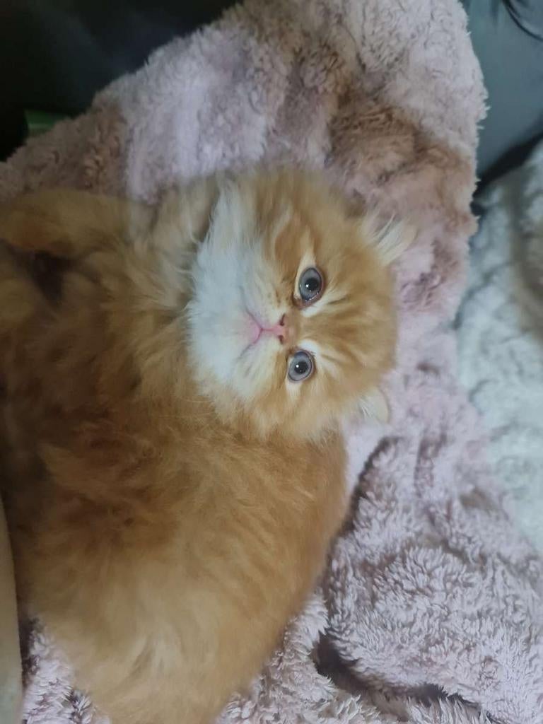 Kitten, Dieren en Toebehoren, Katten-accessoires, Ophalen of Verzenden