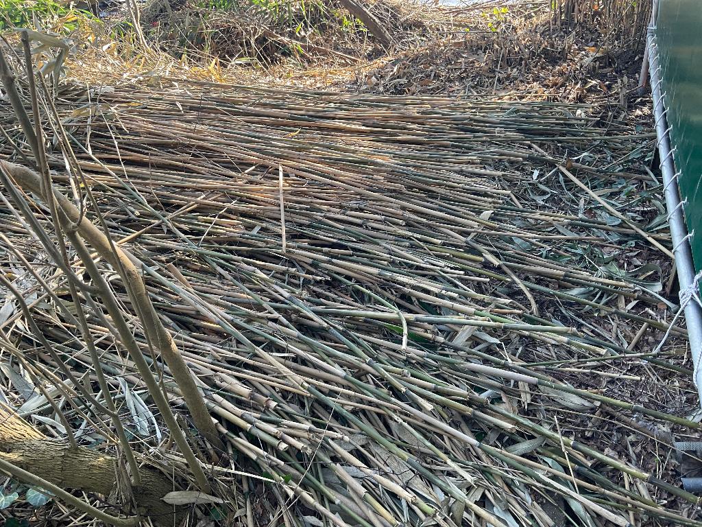 Bamboestokken, Ophalen, Nieuw, 250 cm of meer, Palen