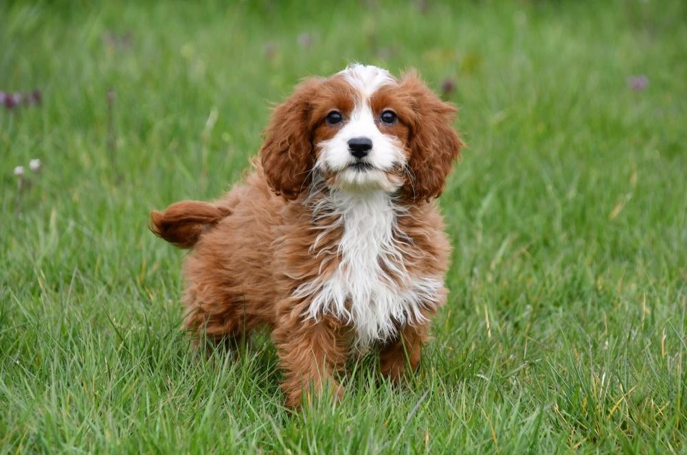 Cavapoo pups te koop, Dieren en Toebehoren, Honden | Niet-rashonden, Klein, Meerdere dieren, Fokker | Professioneel, Meerdere