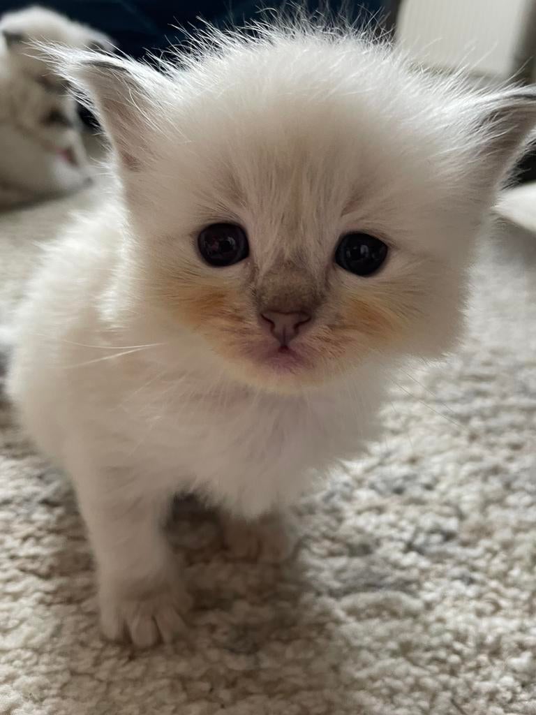 Ragdoll kittens met stamboom, Dieren en Toebehoren, Meerdere dieren, Met stamboom, 0 tot 2 jaar