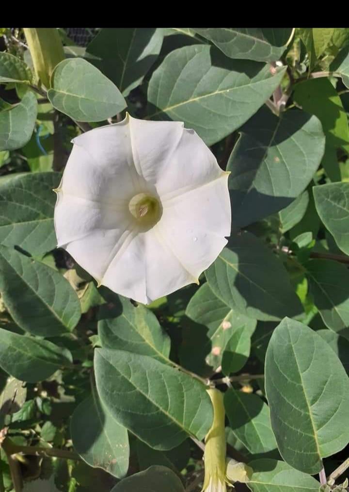 Datura innoxia zaden, Ophalen of Verzenden, Voorjaar, Volle zon, Zaad