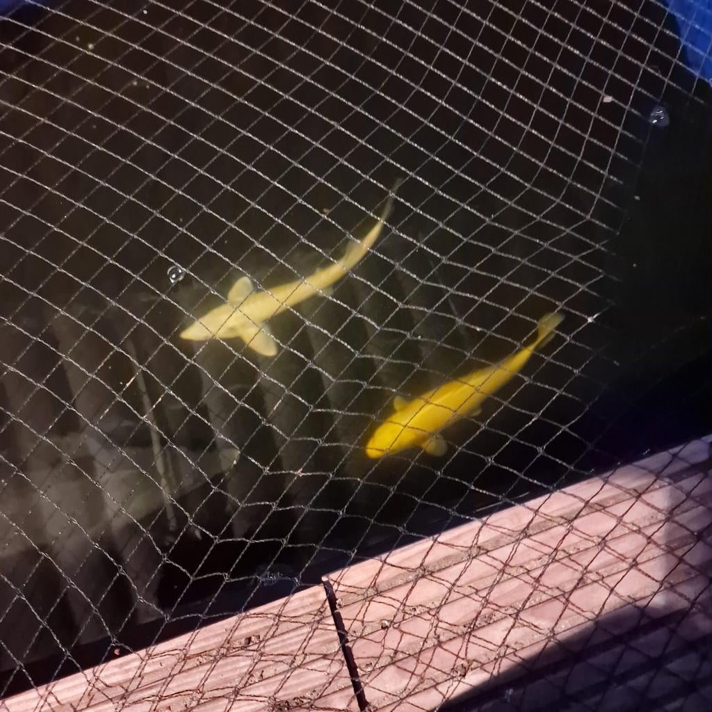 Albino steur van rond de 50 cm, Steur