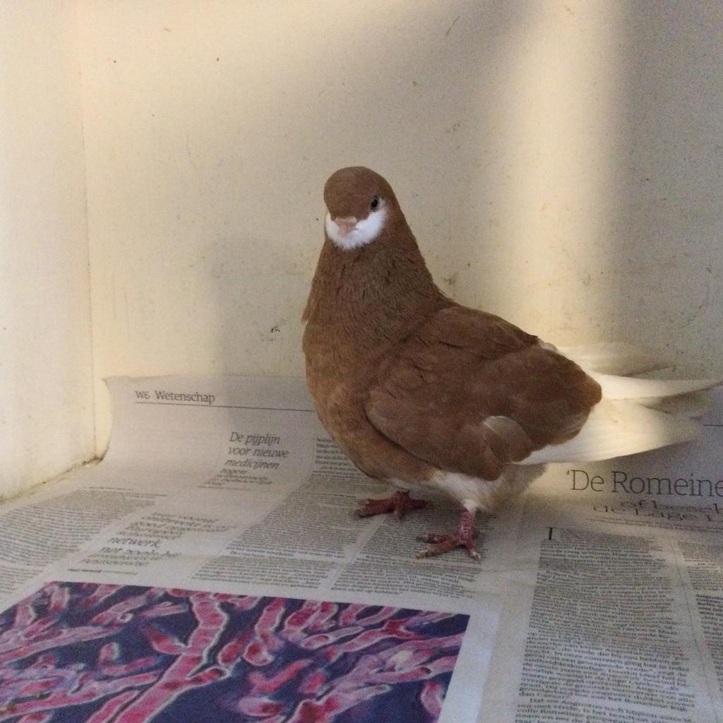 Duiven te koop, Dieren en Toebehoren, Meerdere dieren, Tuimelaar of Roller