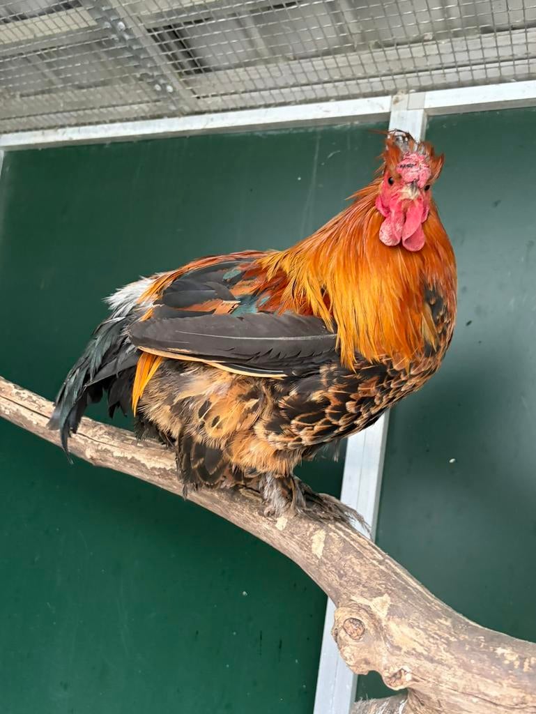 Neil, leuke haan, Dieren en Toebehoren, Mannelijk, Kip