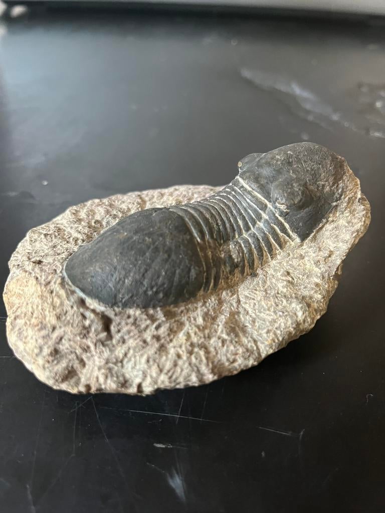 Authentieke ORIGINEEL SPECIMEN TRILOBIET, Ophalen, Fossiel
