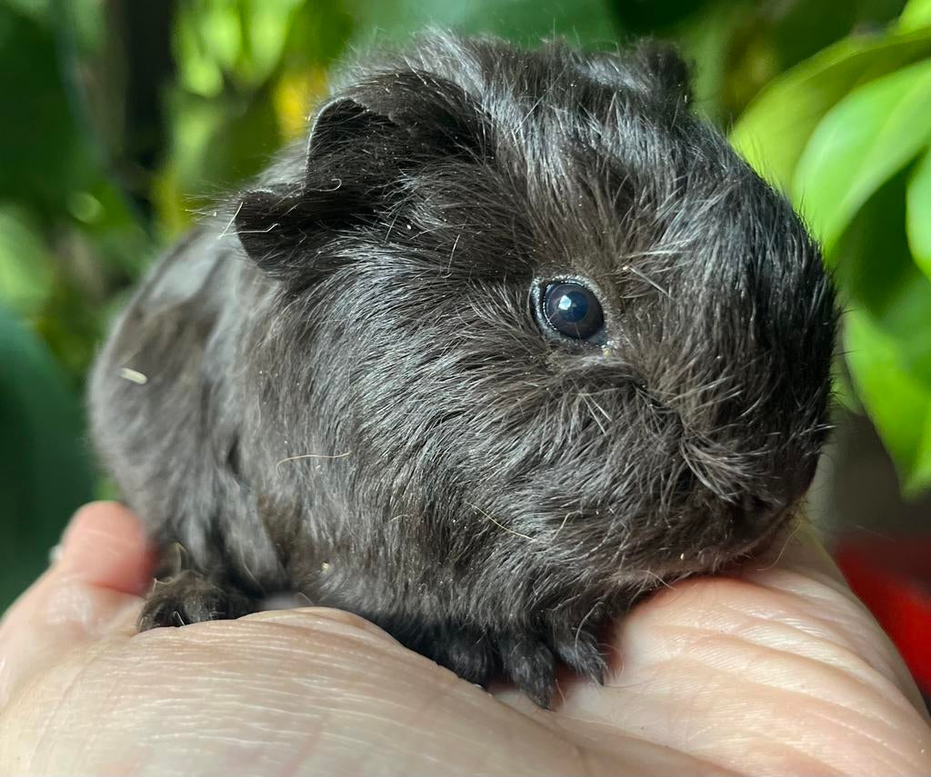 CH teddy cavia beertje, geheel zwart, Dieren en Toebehoren, Knaagdieren, Mannelijk, Tam, Maart, Cavia