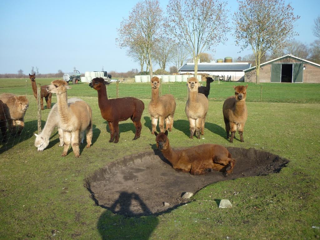 alpaca's te koop, Dieren en Toebehoren, Overige Dieren, Mei, Meerdere dieren