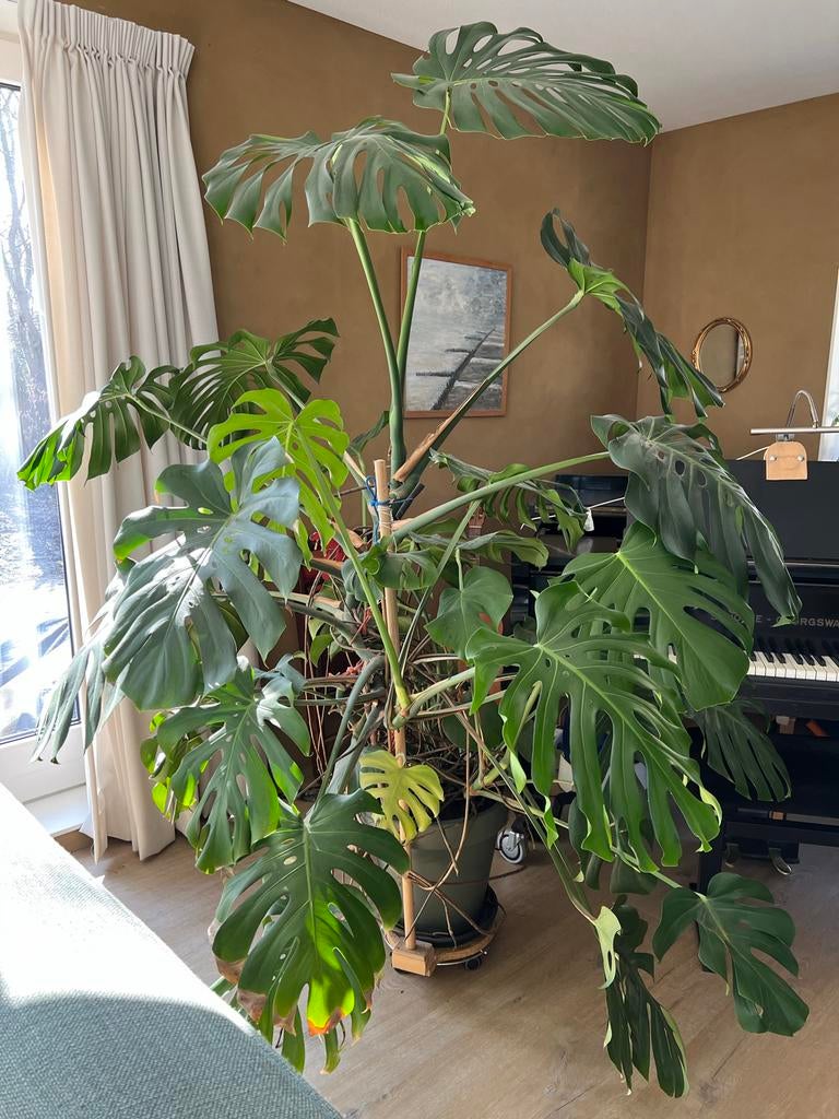 Grote Monstera, Huis en Inrichting, Kamerplanten, Groene kamerplant, Ophalen, Overige soorten, 200 cm of meer
