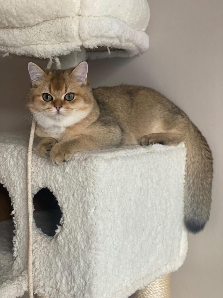 Milo - herplaatser britse korthaar kater., Kater