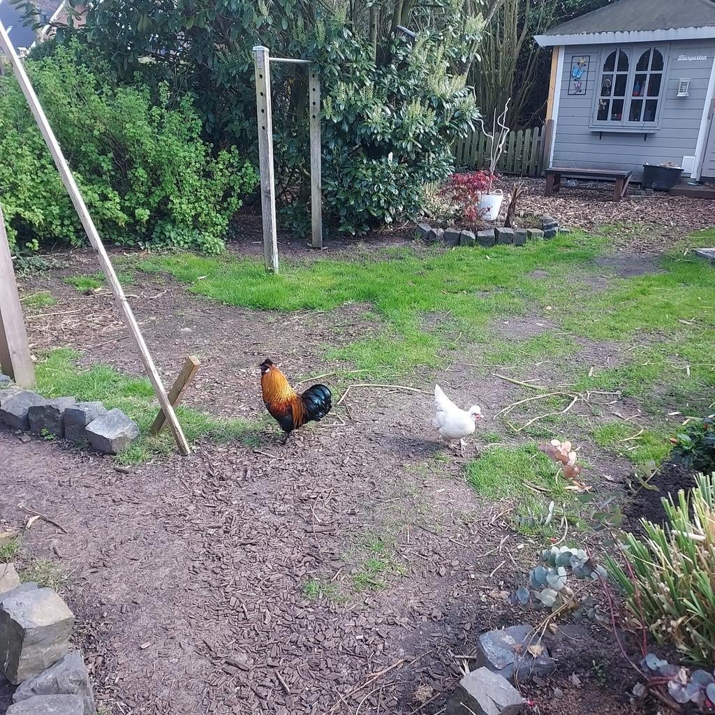 Bevruchte eieren usa zijdehoen, Dieren en Toebehoren, Pluimvee, Geslacht onbekend, Kip