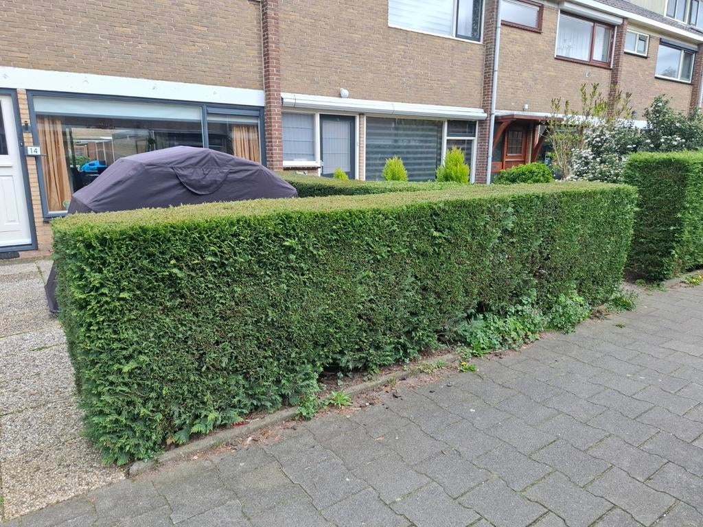 Gratis op te halen heg, Tuin en Terras, Planten | Struiken en Hagen, Ophalen, Haag, 100 tot 250 cm
