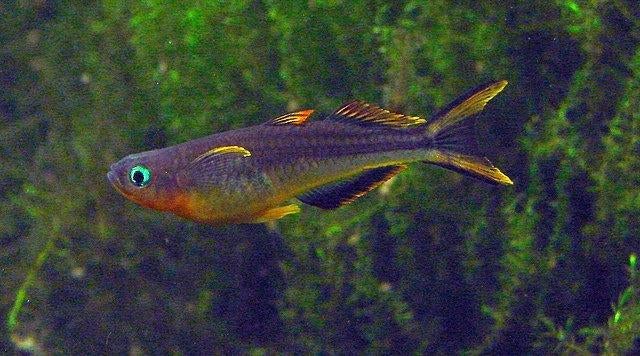 Hobbyaquarium vissen/garnalen overzicht&aktie, Vis, Zoetwatervis, Schoolvis