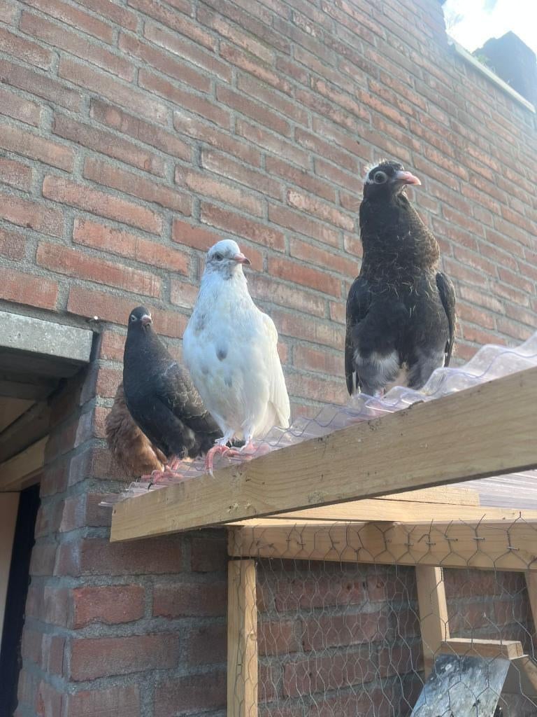 10 hoogvliegers, Dieren en Toebehoren, Meerdere dieren, Overige soorten