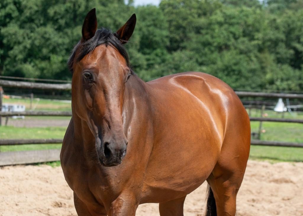 8 jr. all-round ruin, Dieren en Toebehoren, Paarden, Ruin, 7 tot 10 jaar, Met stamboom, B