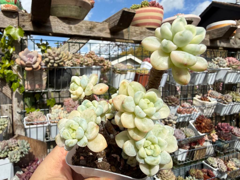 Sedum clavatum variegata/pot 7cm/vetplant/succulent, Ophalen of Verzenden, Halfschaduw, Minder dan 100 cm