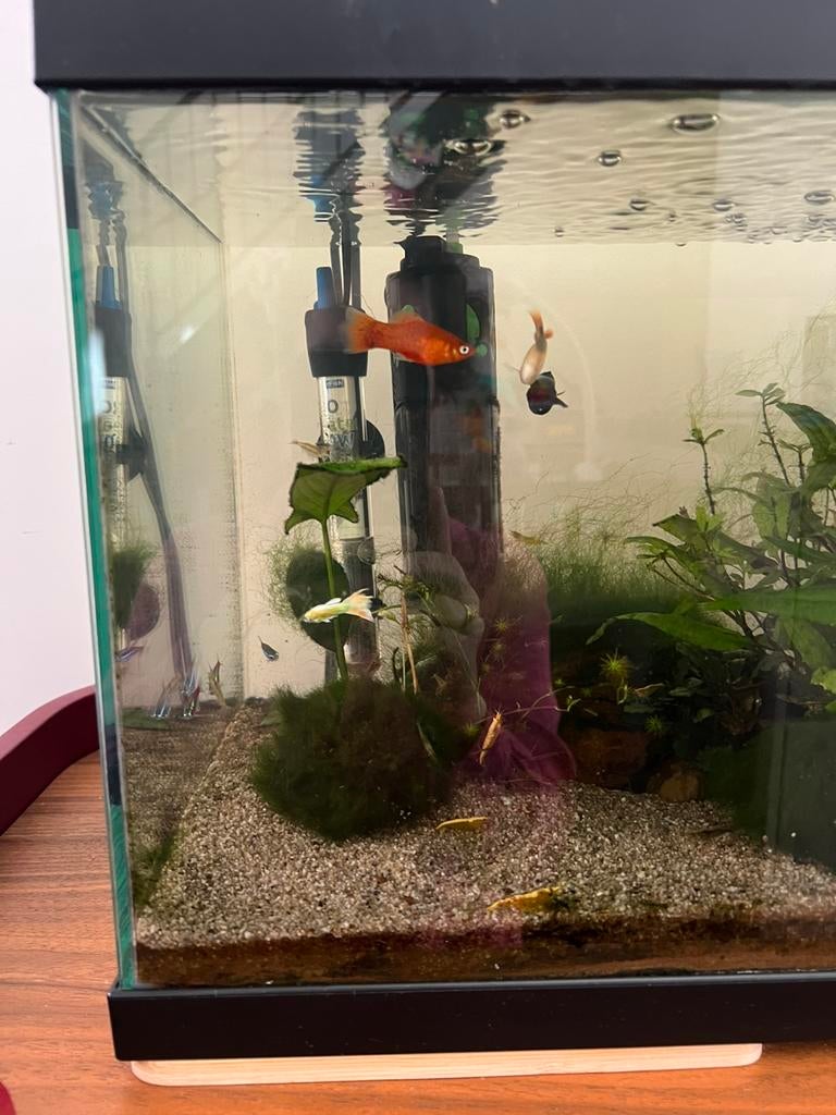 Gratis platy vissen - 2stuks, Dieren en Toebehoren, Vissen | Aquariumvissen, Vis