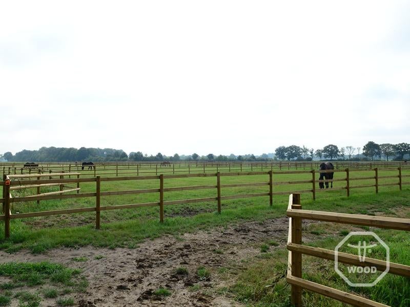 Paddock 20 x 60 m | Weide & afrastering, Weidegang, 4 paarden of pony's of meer