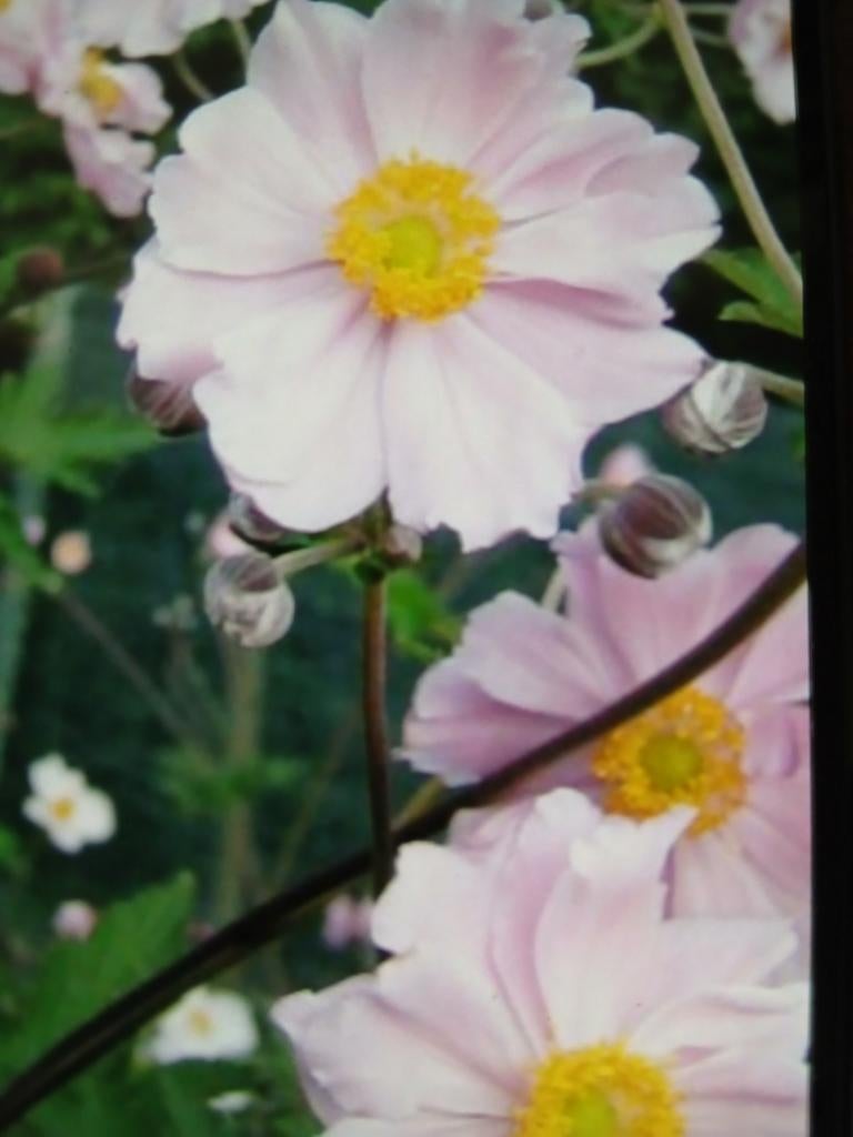 Anemone hupehensis, Ophalen of Verzenden, Voorjaar, Halfschaduw, Wortelstok