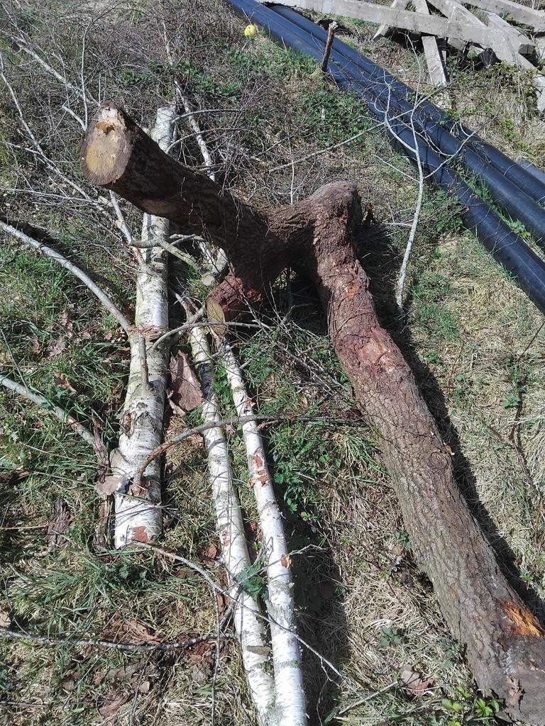 Eiken en berk hout, Tuin en Terras, Haardhout, Minder dan 3 m³, Ophalen of Verzenden