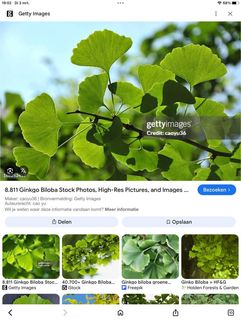 Gingko, Ophalen of Verzenden, Volle zon