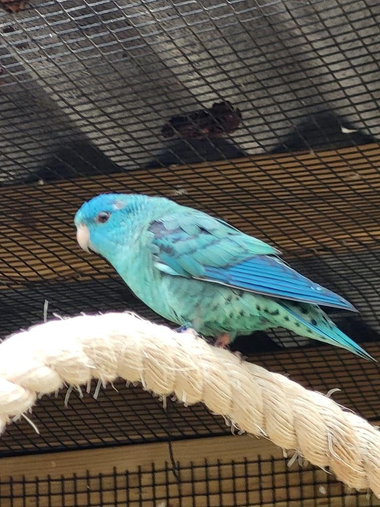 Catharina parkiet pop, Vrouwelijk, Parkiet