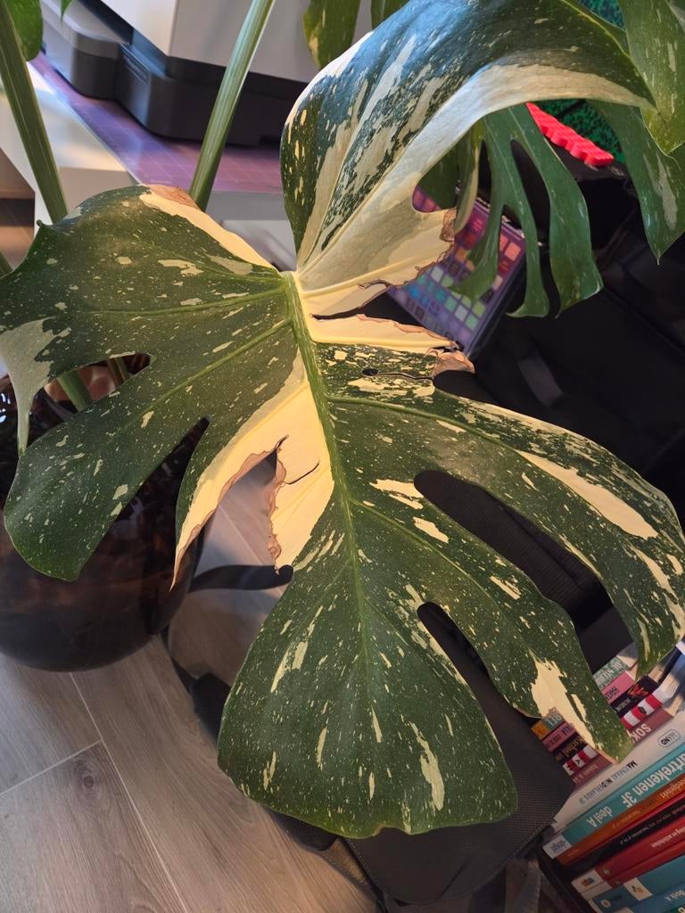 Stek monstera thai constellation, Huis en Inrichting, Kamerplanten, Ophalen, Halfschaduw, Minder dan 100 cm