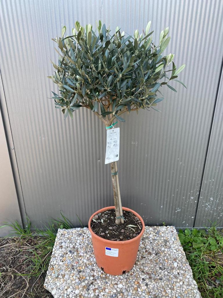 Olijfboom – zon, rust en mediterrane klasse in je tuin., 100 tot 250 cm, Olijfboom, Zomer, Ophalen