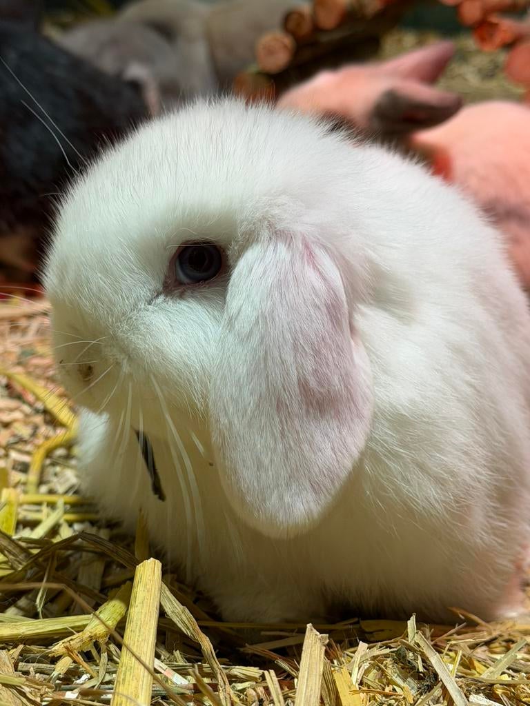 Gecastreerd minilop konijn -> 12 weken oud, Dieren en Toebehoren, Konijnen, Dwerg, Hangoor, 0 tot 2 jaar